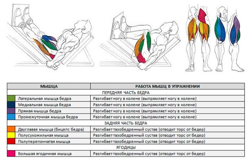 Какие мышцы работаю при жиме ногами